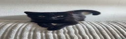 Mixed Breed cats for sale: Black kitten 6 months old - Advert 2