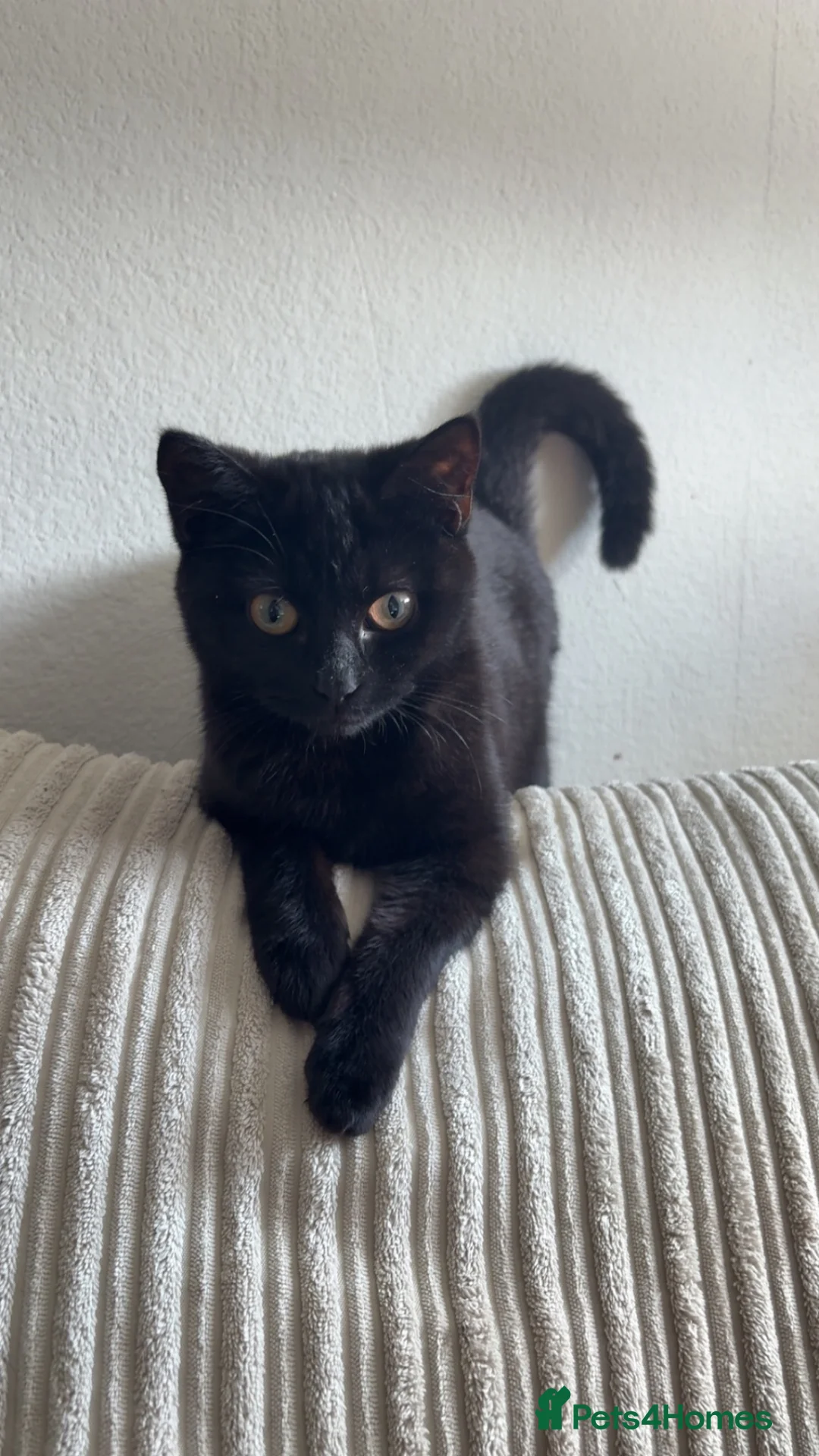 Mixed Breed cats for sale: Black kitten 6 months old - Advert 2