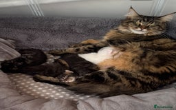 Maine Coon cats for sale: White and Tabby full breed Maine coons for sale  - Image 6