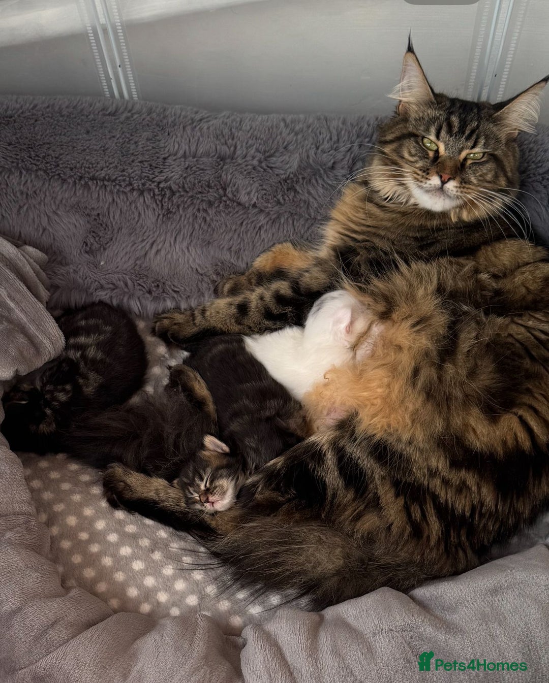 Maine Coon cats for sale: White and Tabby full breed Maine coons for sale  - Image 6