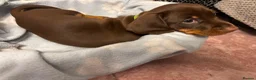 Dachshund dogs for sale: Isabella & Tan and chocolate Miniture Dachshund  in Dorchester - Advert 8