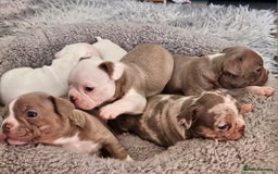 Mixed Breed dogs for sale: Last Beautiful Pink Frenchton Boy Pup Available  - Image 35