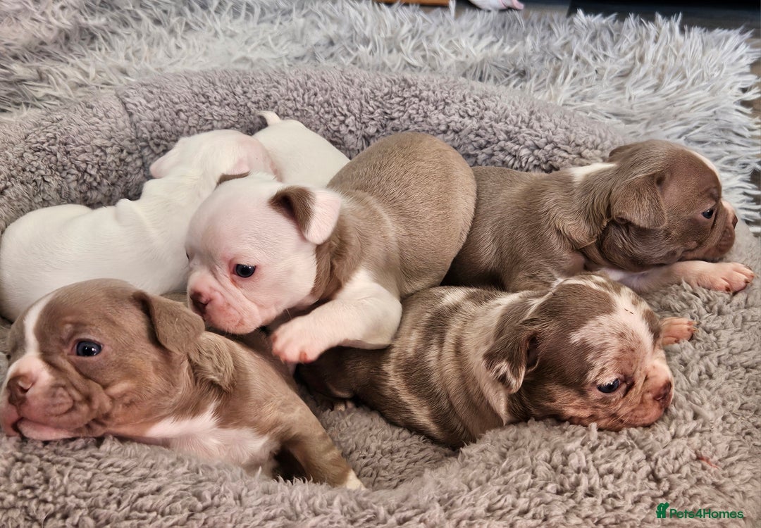 Mixed Breed dogs for sale: Last Beautiful Pink Frenchton Boy Pup Available  - Image 35