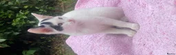 Domestic Shorthair cats for sale: Stunning Blue & Green-Eyed Kitten Female DSH - Advert 8