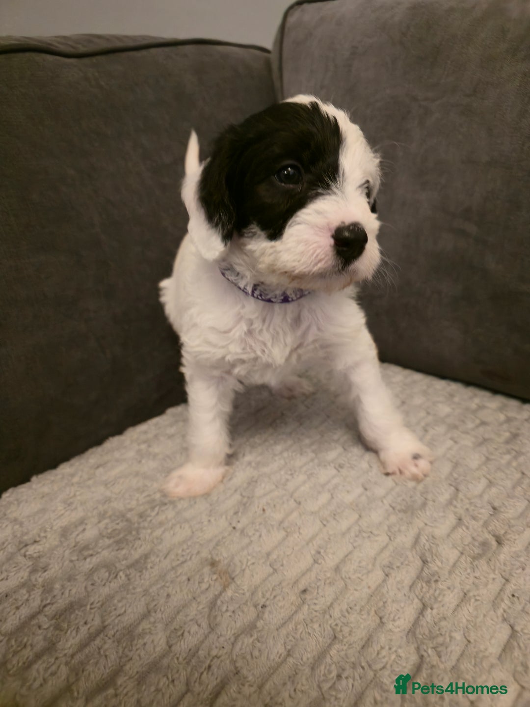 Mixed Breed dogs for sale: Scnockerpoo's  - Advert 3