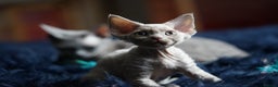 Devon Rex cats for sale: Ravel 💜male Devon Rex ( Reserved) - Advert 5