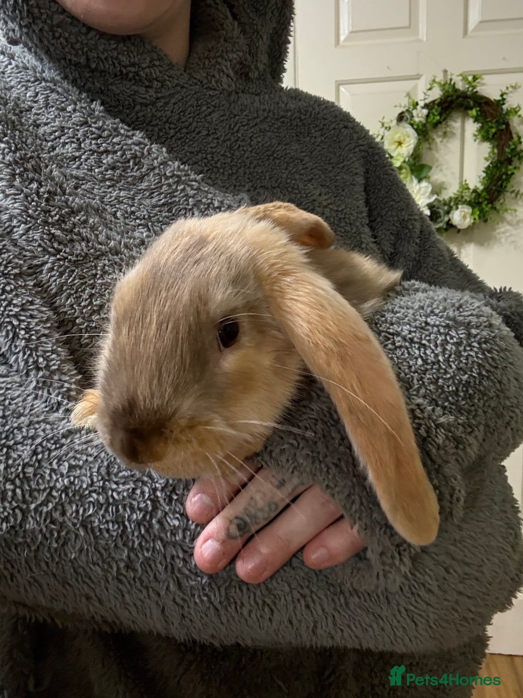 Silver Fox rabbits for sale: Spectacular Harlequin Silver Fox crosses - Image 5