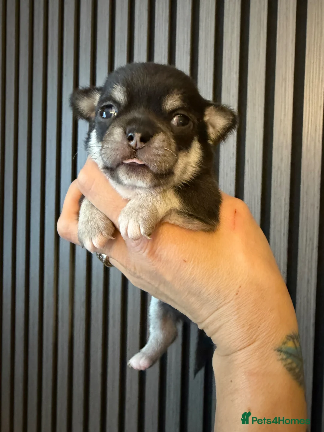 Chihuahua dogs for sale: Kc Beautiful chihuahua puppies - Advert 7