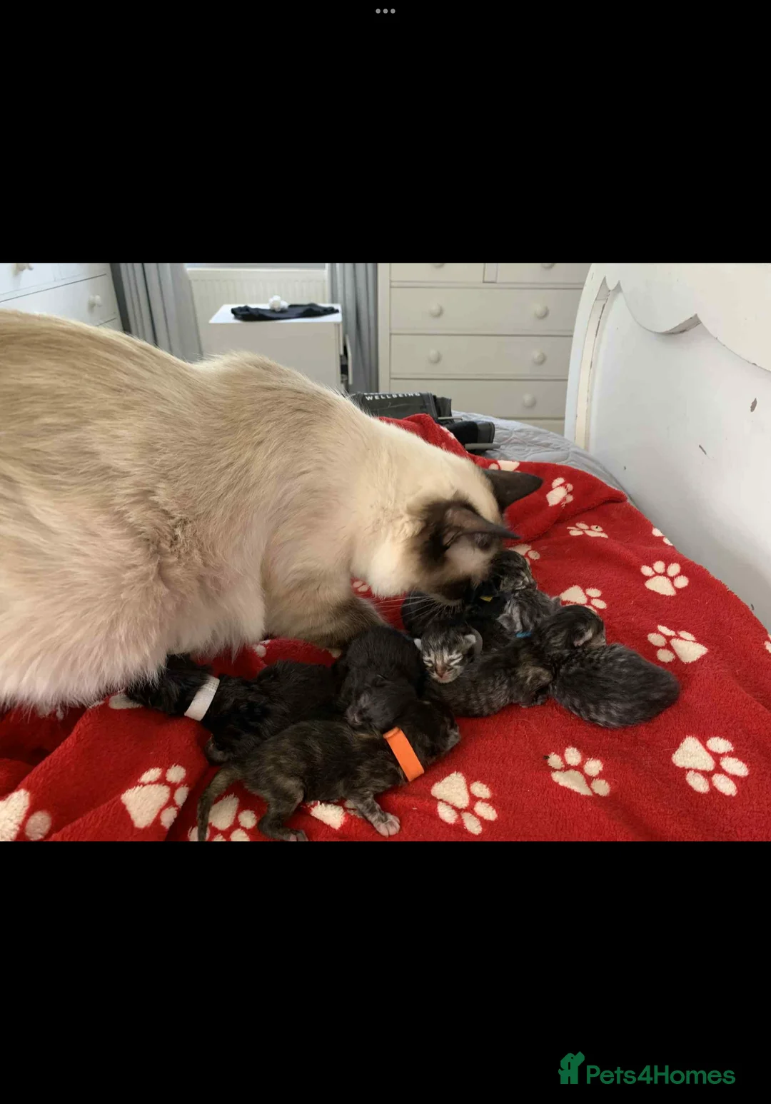 Persian cats for sale: **SOLD** Stunning litter of five female Perdolls - Advert 31