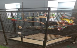 Parakeets birds for sale: Young Kakariki semi tame & large cage - Image 3