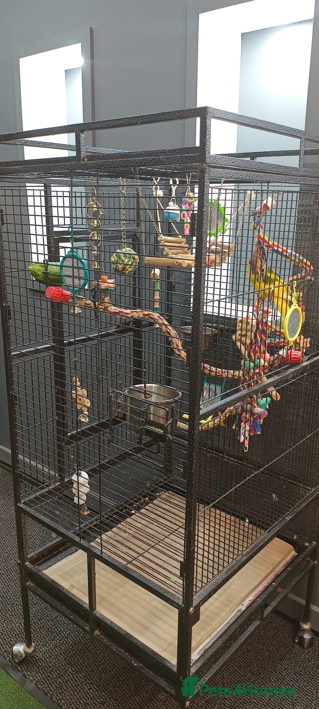Parakeets birds for sale: Young Kakariki semi tame & large cage - Image 3