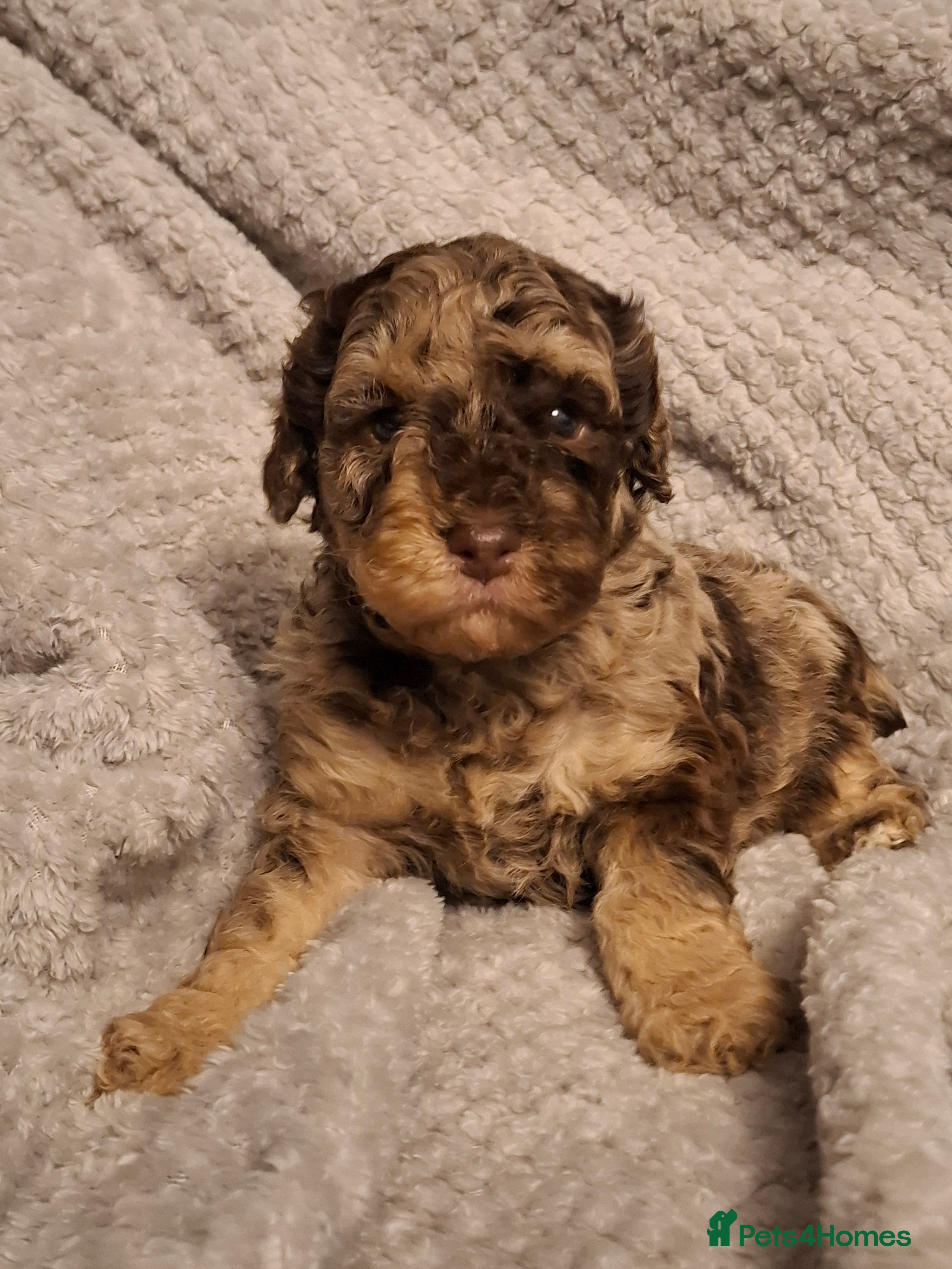 Cockapoo dogs Minature cockapoo puppies - Advert 9