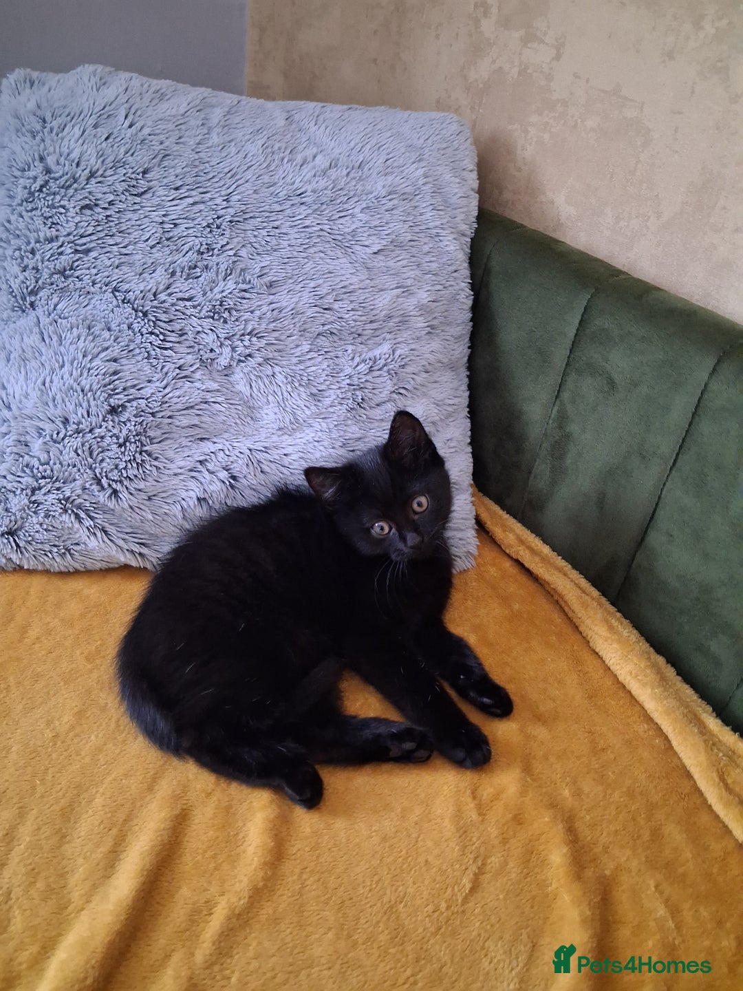 British Shorthair cats for sale: British Shorthair kitten  - Image 5