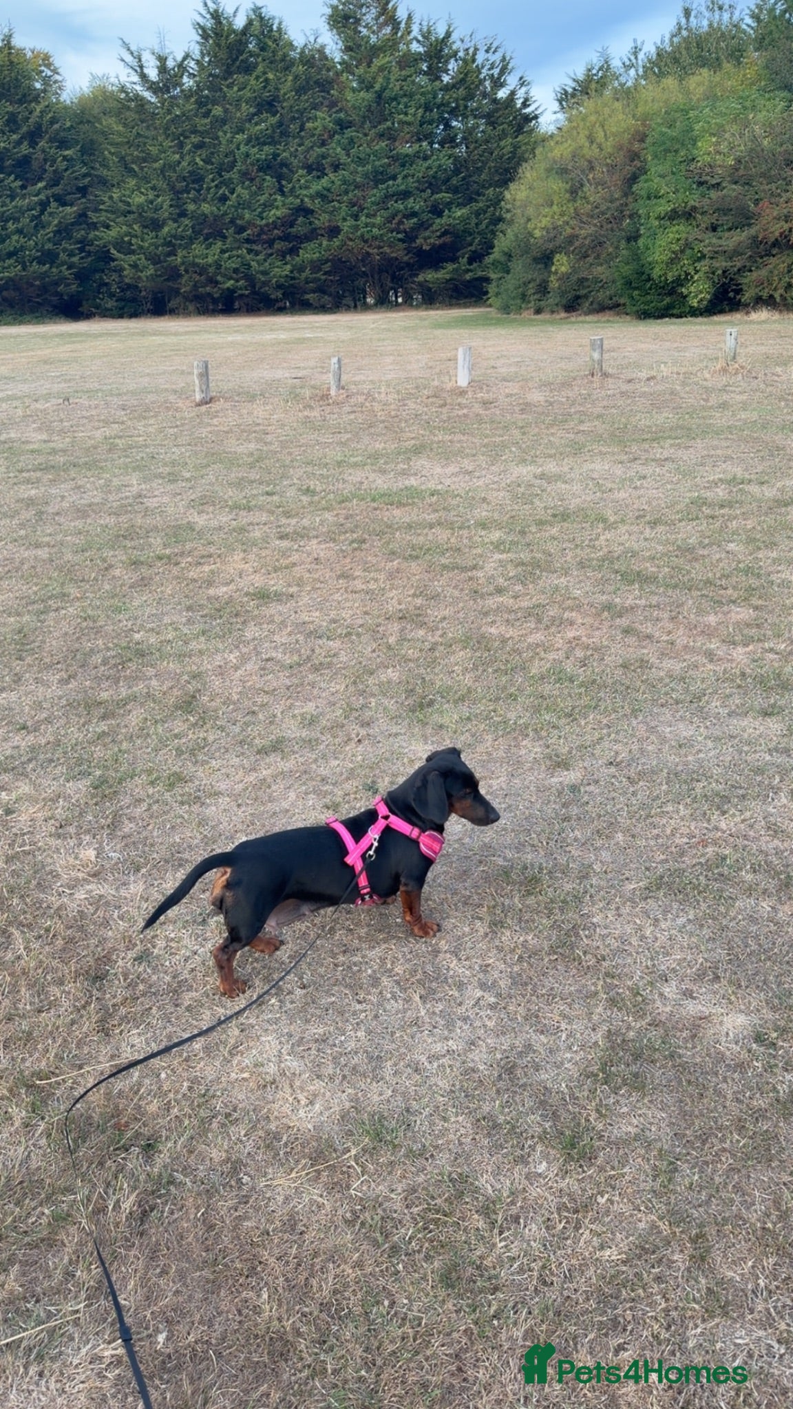 Dachshund dogs Cherry dog - Advert 7