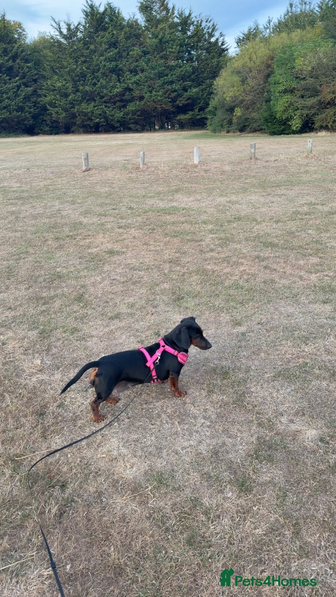 Dachshund dogs for sale: Cherry dog - Advert 1