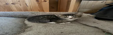 Tabby - Male