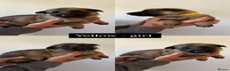 German Shepherd dogs for sale: German shepherd puppies in Sheffield - Advert 9