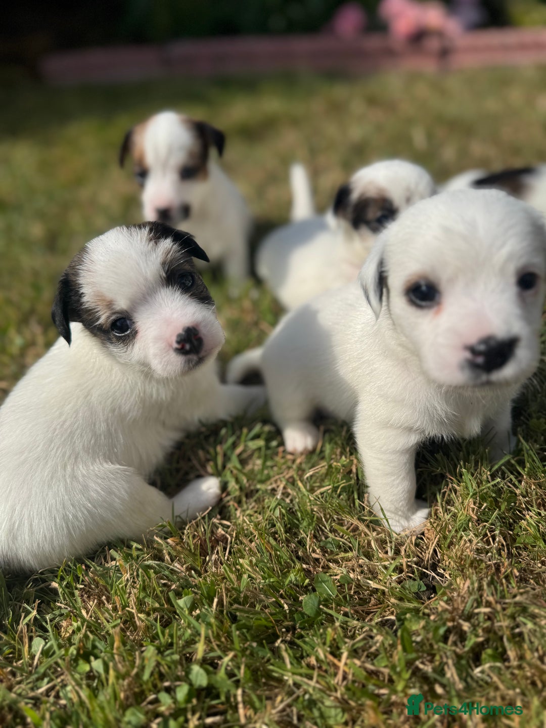 Jack Russell dogs for sale: Pedigree Jack Russell Puppies  - Image 21