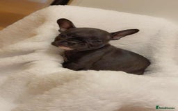 French Bulldog dogs for sale: French puppies  - Advert 9