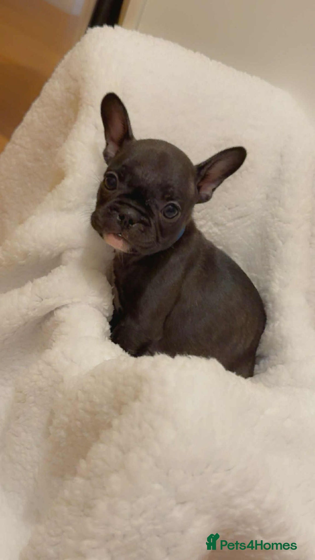 French Bulldog dogs for sale: French puppies  - Advert 9