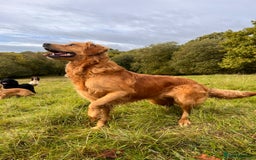 Golden Retriever dogs for sale: KC Registered Golden Retriever Puppies  - Image 14