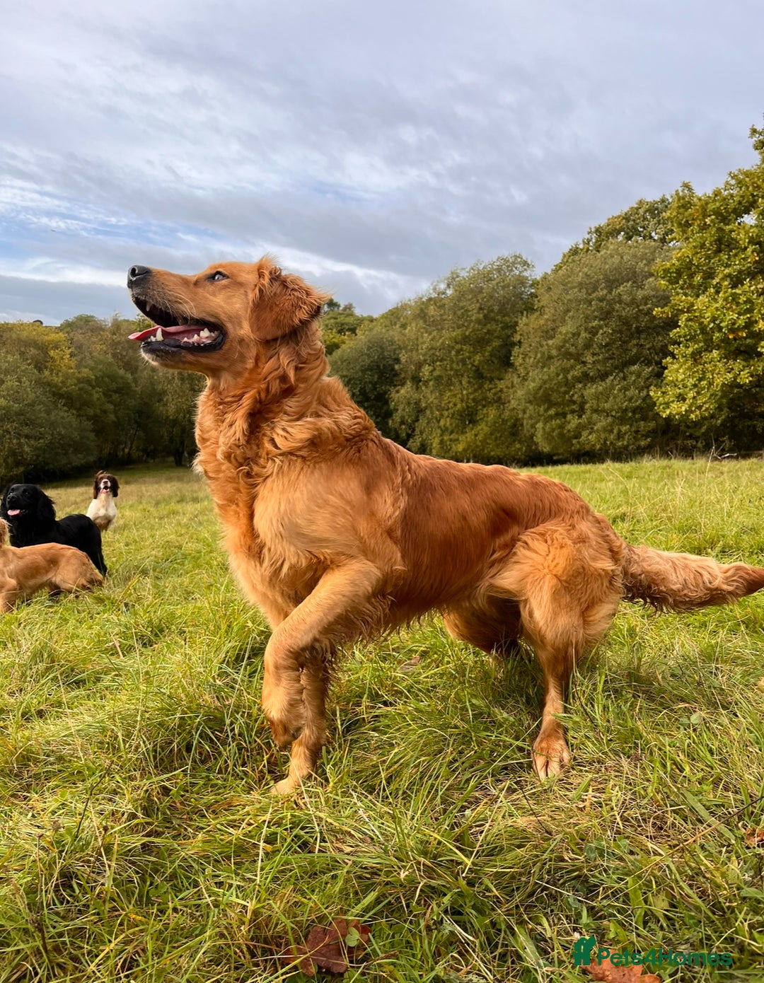 Golden Retriever dogs for sale: KC Registered Golden Retriever Puppies  - Image 14