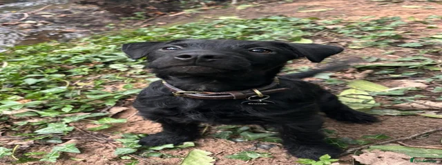 Chimp 