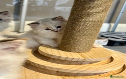 Ragdoll cats for sale: Stunning Ragdoll kitten SHOW/BREEDING -GCCF   - Image 25