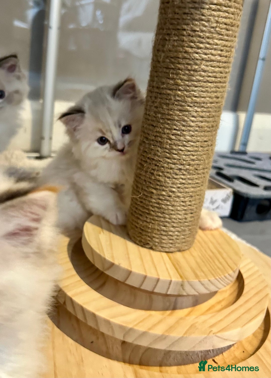 Ragdoll cats for sale: Stunning Ragdoll kitten SHOW/BREEDING -GCCF   - Image 25