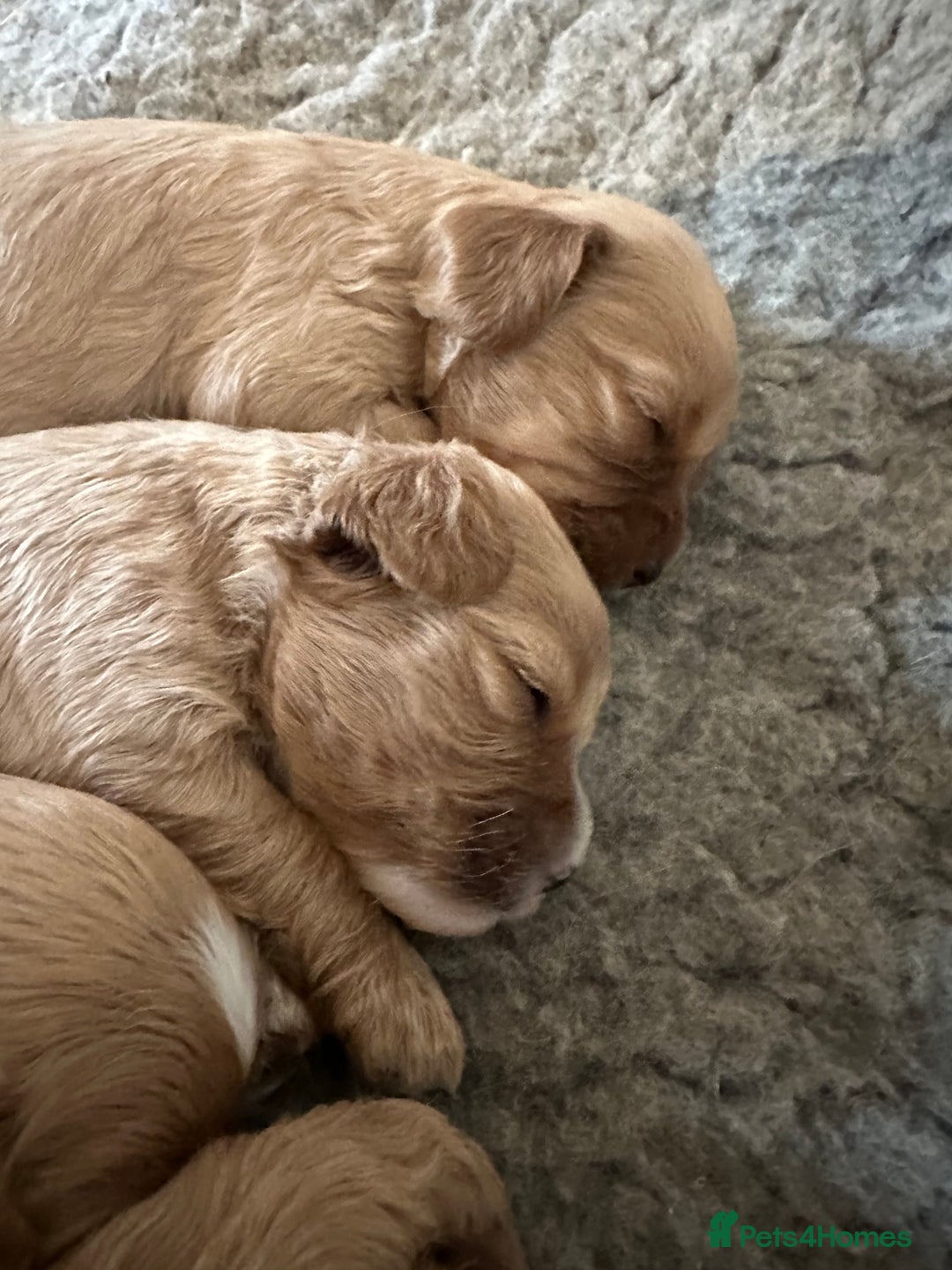 Cavapoo dogs for sale: 🐶 Beautiful Red Cavapoo Puppies – Ready November  - Image 3