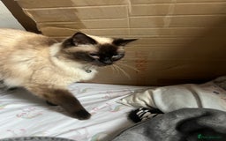 Ragdoll cats for sale: Ragdoll 3 years old Missy female  - Image 11