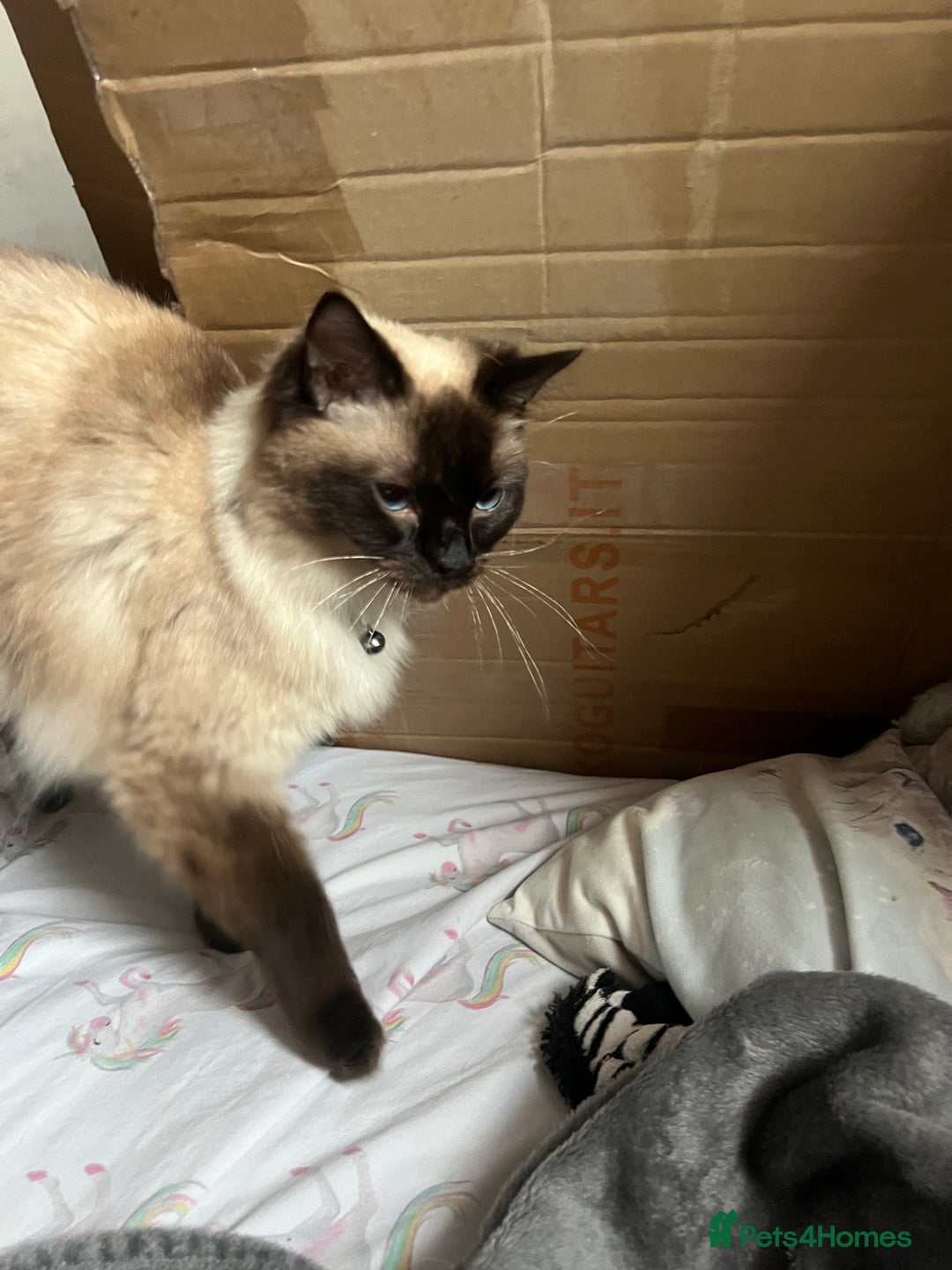 Ragdoll cats for sale: Ragdoll 3 years old Missy female  - Image 11