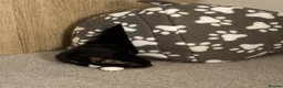 Domestic Shorthair cats for sale: Black & White Kitten - Advert 2