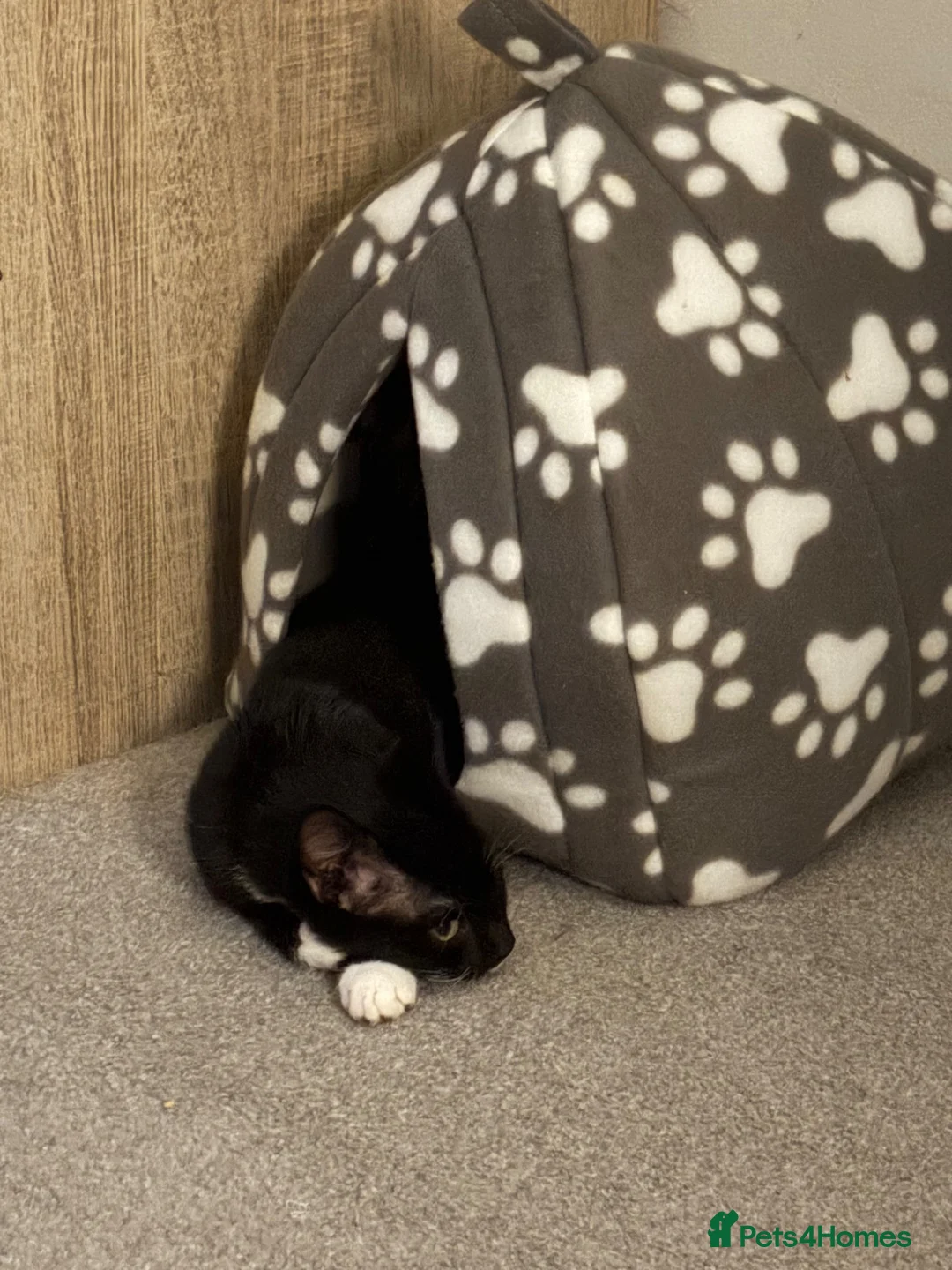 Domestic Shorthair cats for sale: Black & White Kitten - Advert 2