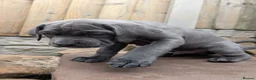 Cane Corso dogs for sale: Cane corso puppies  - Advert 8