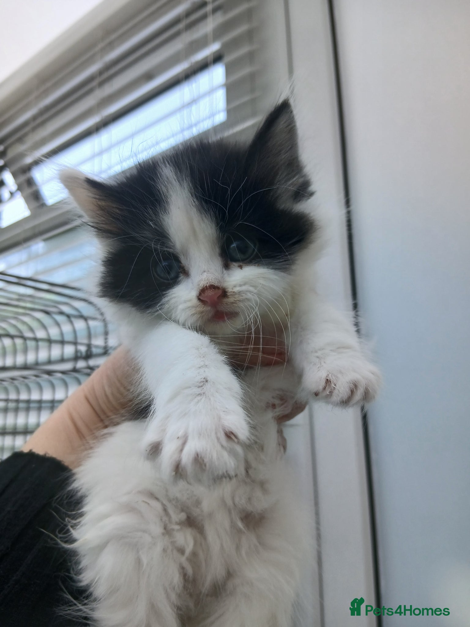 Mixed Breed cats Maine coon xxx  - Advert 10