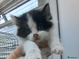 Mixed Breed cats Maine coon xxx - Advert 1