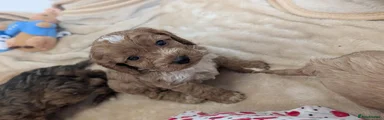 Cockapoo 3