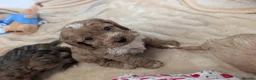 Cockapoo dogs for sale: Show Type Cockapoo Puppies DNA clear  - Advert 29