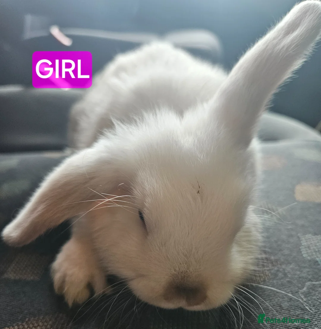 Mini Lop rabbits for sale: Mini lop girl chocolate point girl - Advert 1
