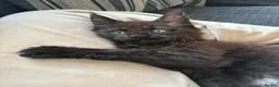 Maine Coon cats for sale: Beautiful male black maine Coon kitten - Advert 6