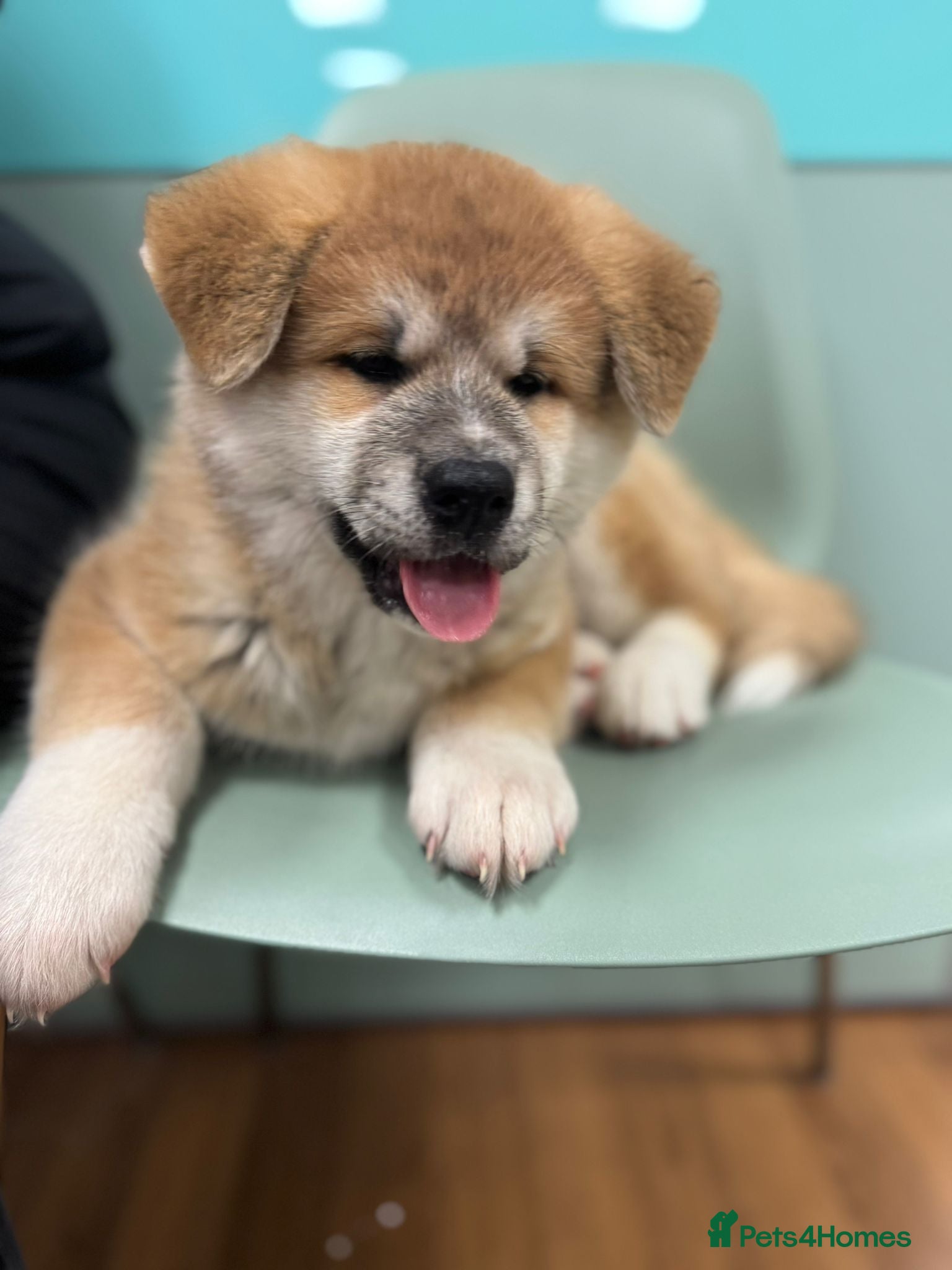 Akita dogs Akita puppy - Advert 6