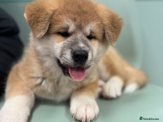 Akita dogs Akita puppy - Advert 1