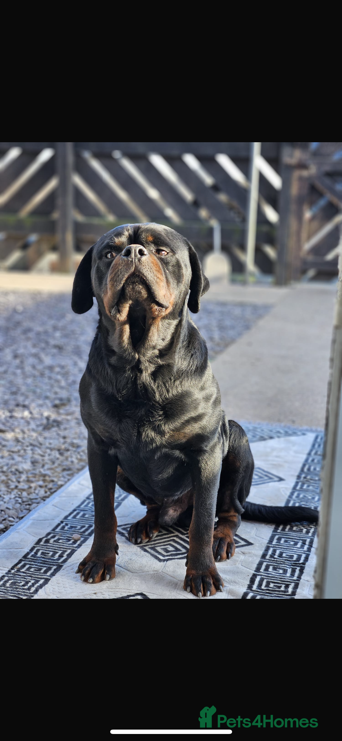Rottweiler dogs KC registered STUD ONLY - Advert 13