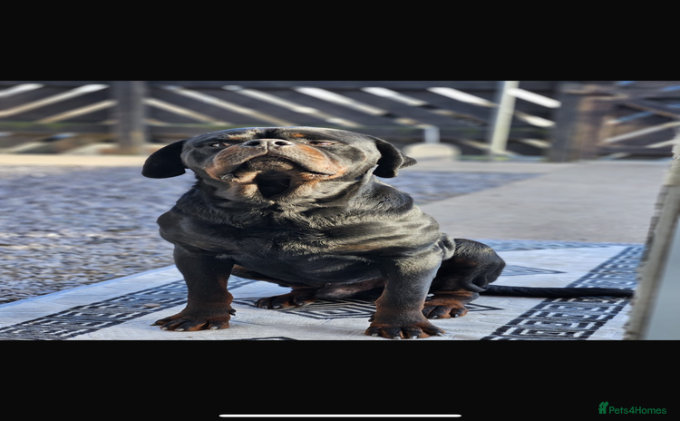 Rottweiler dogs - Advert 1