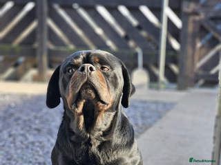 Rottweiler dogs - Advert 9