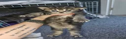 Mixed Breed cats for sale: Persian cross maincoon fluffy kittens  - Advert 24