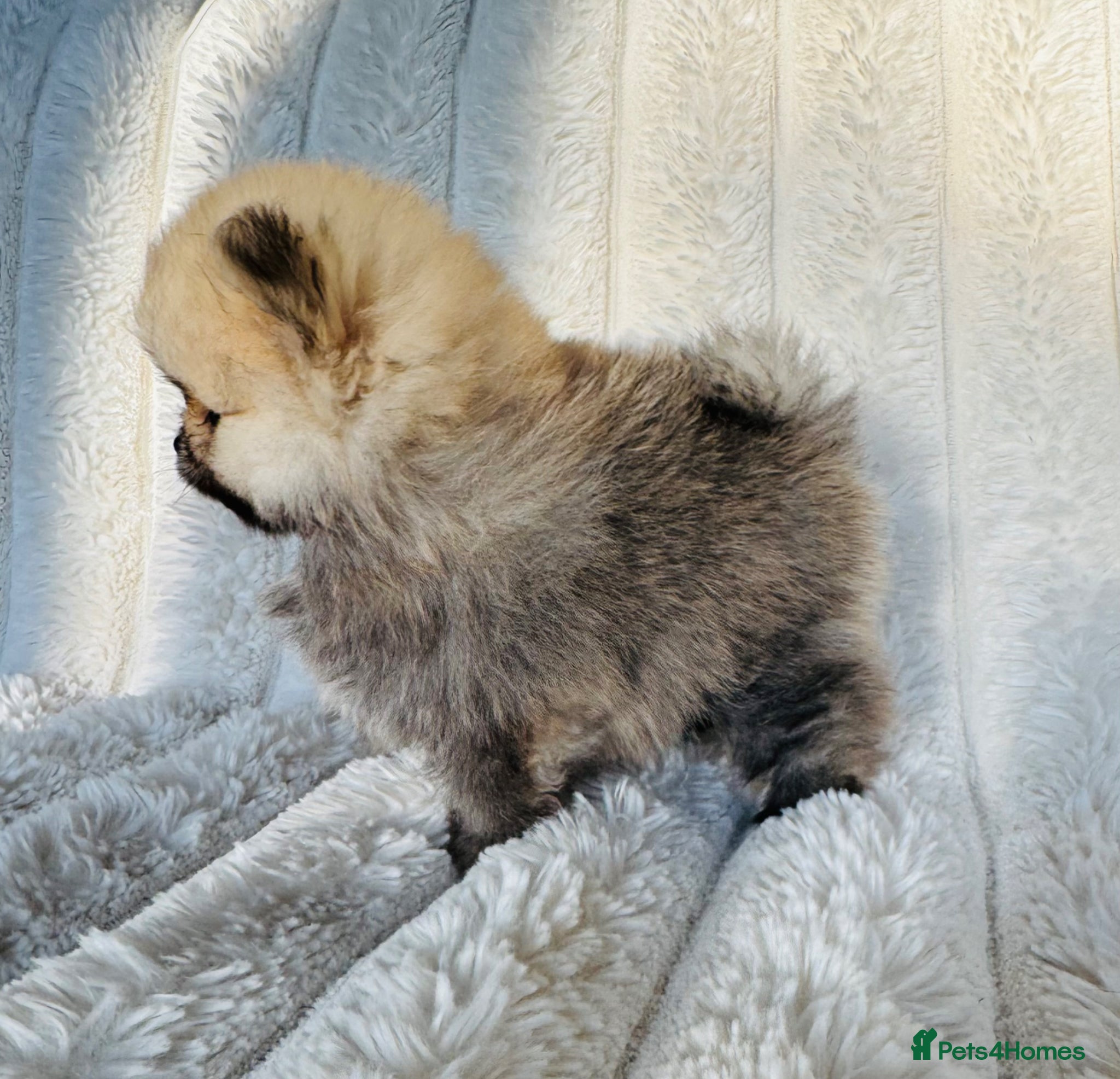 Pomeranian dogs Champion Lines Tiny Teddy Faced Pomeranians  - Advert 9