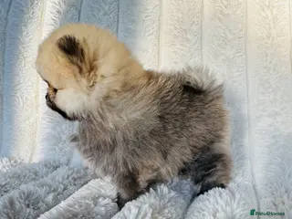 Pomeranian dogs Champion Lines Tiny Teddy Faced Pomeranians - Advert 9