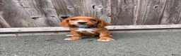 Cocker Spaniel dogs for sale: 9 Gorgeous Working Cocker Spaniel Pups 7 weeks old - Advert 11